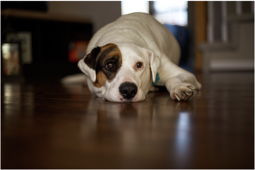 Wood Flooring for Pet Owners: Choosing the Best Options for Durability and Scratch Resistance